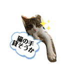 猫のむぎのスタンプ その3（個別スタンプ：4）