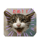 猫のむぎのスタンプ その3（個別スタンプ：6）