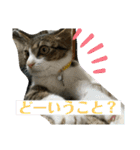 猫のむぎのスタンプ その3（個別スタンプ：7）