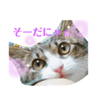 猫のむぎのスタンプ その3（個別スタンプ：9）