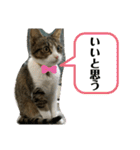 猫のむぎのスタンプ その3（個別スタンプ：10）