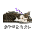 猫のむぎのスタンプ その3（個別スタンプ：11）