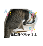 猫のむぎのスタンプ その3（個別スタンプ：12）
