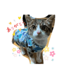 猫のむぎのスタンプ その3（個別スタンプ：14）