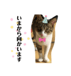 猫のむぎのスタンプ その3（個別スタンプ：16）