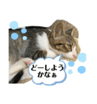 猫のむぎのスタンプ その3（個別スタンプ：17）