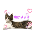 猫のむぎのスタンプ その3（個別スタンプ：18）