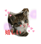 猫のむぎのスタンプ その3（個別スタンプ：19）