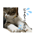 猫のむぎのスタンプ その3（個別スタンプ：21）