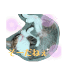 猫のむぎのスタンプ その3（個別スタンプ：23）