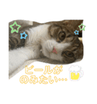 猫のむぎのスタンプ その3（個別スタンプ：24）