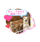 ピースワンコ保護犬スタンプ日常備後弁ver.（個別スタンプ：3）