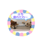 ピースワンコ保護犬スタンプ日常備後弁ver.（個別スタンプ：7）