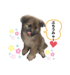 ピースワンコ保護犬スタンプ日常備後弁ver.（個別スタンプ：8）