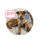 ピースワンコ保護犬スタンプ日常備後弁ver.（個別スタンプ：10）