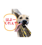 ピースワンコ保護犬スタンプ日常備後弁ver.（個別スタンプ：11）