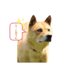 ピースワンコ保護犬スタンプ日常備後弁ver.（個別スタンプ：13）