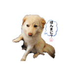 ピースワンコ保護犬スタンプ日常備後弁ver.（個別スタンプ：15）