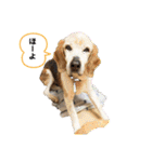 ピースワンコ保護犬スタンプ日常備後弁ver.（個別スタンプ：16）