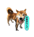 ピースワンコ保護犬スタンプ日常備後弁ver.（個別スタンプ：19）