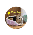 ピースワンコ保護犬スタンプ日常備後弁ver.（個別スタンプ：26）