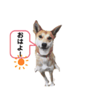 ピースワンコ保護犬スタンプ日常備後弁ver.（個別スタンプ：29）