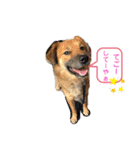 ピースワンコ保護犬スタンプ日常備後弁ver.（個別スタンプ：30）