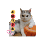 Familiaの猫スタンプ（個別スタンプ：1）