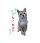 Familiaの猫スタンプ（個別スタンプ：3）