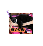 Familiaの猫スタンプ（個別スタンプ：5）