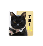 Familiaの猫スタンプ（個別スタンプ：8）