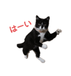 Familiaの猫スタンプ（個別スタンプ：10）