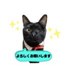 Familiaの猫スタンプ（個別スタンプ：12）