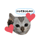 Familiaの猫スタンプ（個別スタンプ：13）
