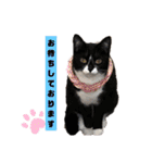 Familiaの猫スタンプ（個別スタンプ：15）