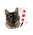 Familiaの猫スタンプ（個別スタンプ：20）