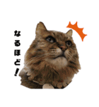 Familiaの猫スタンプ（個別スタンプ：22）