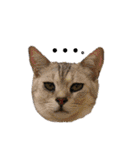 Familiaの猫スタンプ（個別スタンプ：27）