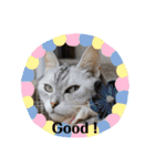 Familiaの猫スタンプ（個別スタンプ：28）