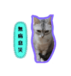 Familiaの猫スタンプ（個別スタンプ：32）