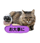Familiaの猫スタンプ（個別スタンプ：38）