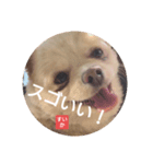 ポジティブ！すいか（個別スタンプ：1）