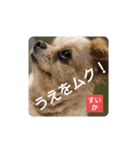 ポジティブ！すいか（個別スタンプ：2）