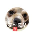 ポジティブ！すいか（個別スタンプ：5）