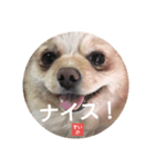 ポジティブ！すいか（個別スタンプ：6）