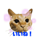 猫色々（個別スタンプ：1）