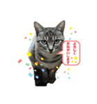 猫色々（個別スタンプ：2）