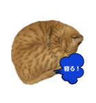 猫色々（個別スタンプ：3）