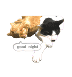 猫色々（個別スタンプ：4）
