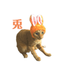 猫色々（個別スタンプ：5）